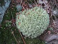 Elwell Trail NH 2010 180